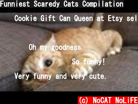 Funniest Scaredy Cats Compilation  (c) NoCAT NoLiFE