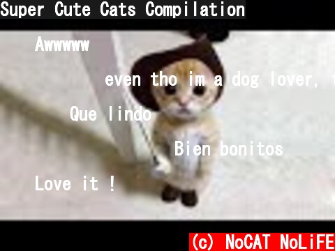 Super Cute Cats Compilation  (c) NoCAT NoLiFE