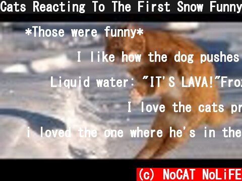 Cats Reacting To The First Snow Funny Compilation  (c) NoCAT NoLiFE