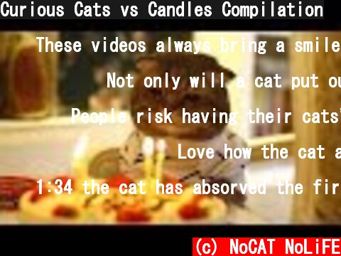 Curious Cats vs Candles Compilation  (c) NoCAT NoLiFE