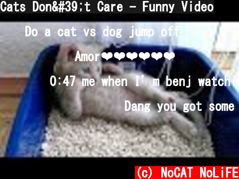Cats Don't Care - Funny Video  (c) NoCAT NoLiFE