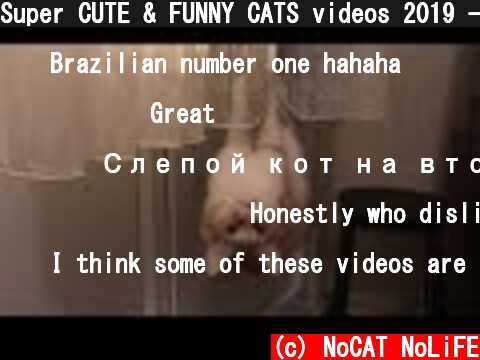 Super CUTE & FUNNY CATS videos 2019 - Can't Stop Laughing  (c) NoCAT NoLiFE
