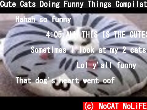Cute Cats Doing Funny Things Compilation  (c) NoCAT NoLiFE