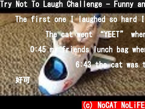 Try Not To Laugh Challenge - Funny and Cute CAT Videos Compilation #1  (c) NoCAT NoLiFE