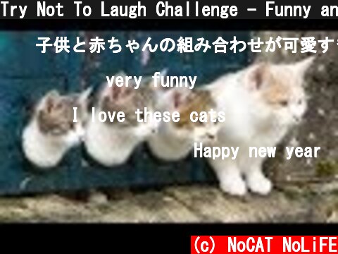Try Not To Laugh Challenge - Funny and Cute CAT Videos Compilation #2  (c) NoCAT NoLiFE