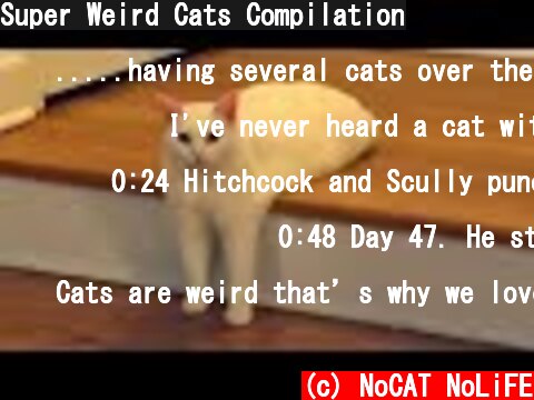 Super Weird Cats Compilation  (c) NoCAT NoLiFE