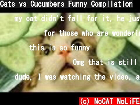 Cats vs Cucumbers Funny Compilation  (c) NoCAT NoLiFE