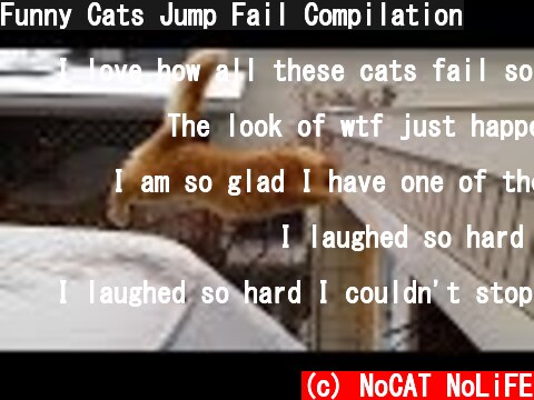 Funny Cats Jump Fail Compilation  (c) NoCAT NoLiFE