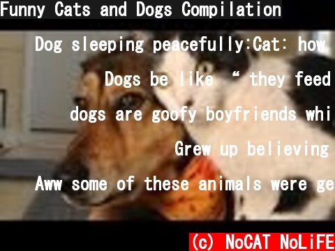 Funny Cats and Dogs Compilation  (c) NoCAT NoLiFE