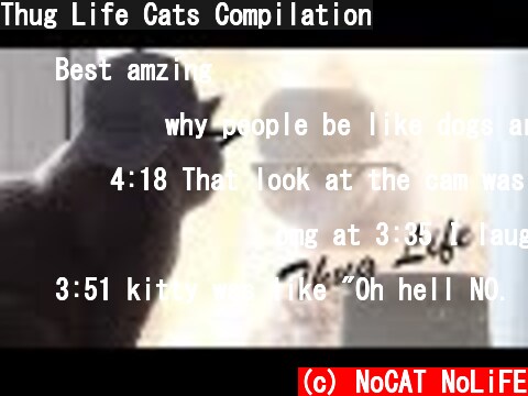 Thug Life Cats Compilation  (c) NoCAT NoLiFE