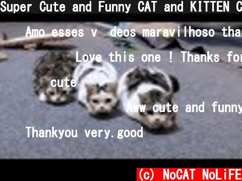 Super Cute and Funny CAT and KITTEN Compilation  (c) NoCAT NoLiFE