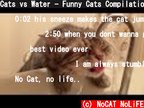 Cats vs Water - Funny Cats Compilation  (c) NoCAT NoLiFE