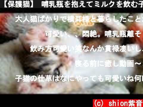 【保護猫】 哺乳瓶を抱えてミルクを飲む子猫　Part2 A kitten holds her baby bottle and drinking milk  (c) shion紫音