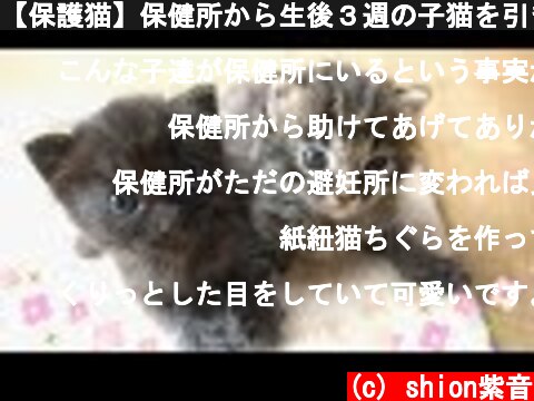 【保護猫】保健所から生後３週の子猫を引き取ってきました【生後２０日】 rescued kittens from a animal shelter  (c) shion紫音