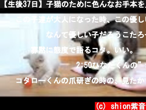 【生後37日】子猫のために色んなお手本を見せてくれる先輩猫【保護子猫】  (c) shion紫音