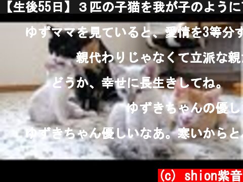 【生後55日】３匹の子猫を我が子のように可愛がる猫【保護子猫】  (c) shion紫音