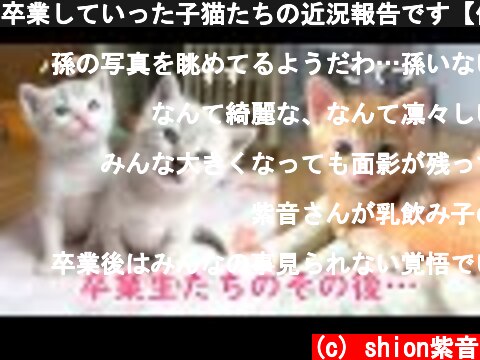 卒業していった子猫たちの近況報告です【保護猫】  (c) shion紫音