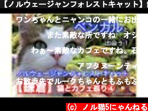 【ノルウェージャンフォレストキャット】鎌倉　猫とカフェ巡り④ ベンガルと出会う　究極のアフタヌーンティー　石窯ガーデンテラス　イングリッシュガーデン  (c) ノル猫5にゃんねる