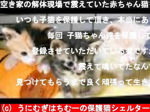 空き家の解体現場で震えていた赤ちゃん猫を保護  (c) うにむぎはちむーの保護猫シェルター