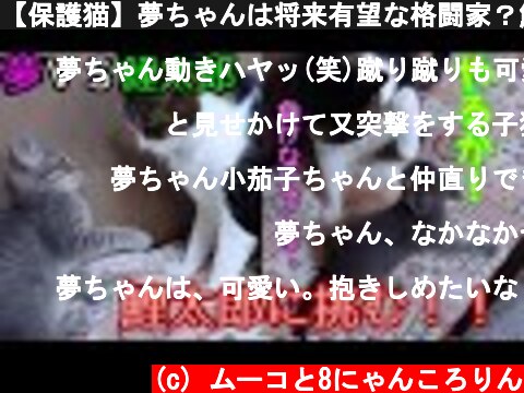【保護猫】夢ちゃんは将来有望な格闘家？鯉太郎に挑む夢ちゃんが可愛い過ぎました❣️  (c) ムーコと8にゃんころりん