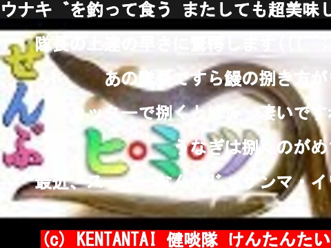 ウナギを釣って食う またしても超美味しい蒲焼だ!　#KABAYAKI動画  (c) KENTANTAI 健啖隊 けんたんたい