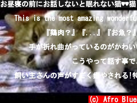 お昼寝の前にお話しないと眠れない猫♥♥猫との会話を楽しむ動画 Conversation with a cat  (c) Afro Blue