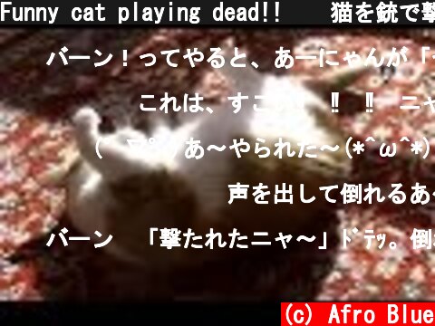 Funny cat playing dead!!    猫を銃で撃つ！鳴きながら倒れる演技はアカデミー賞  (c) Afro Blue