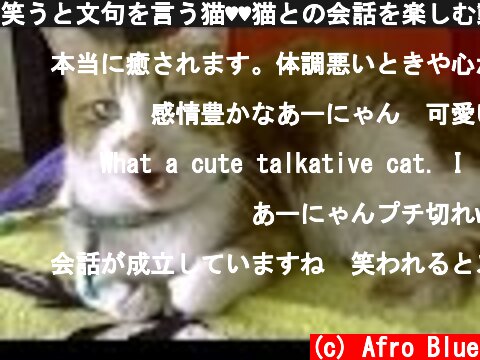 笑うと文句を言う猫♥♥猫との会話を楽しむ動画 Conversation with a cat  (c) Afro Blue