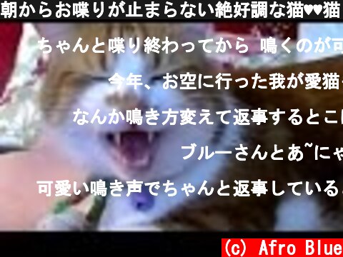 朝からお喋りが止まらない絶好調な猫♥♥猫との会話を楽しむ動画 Conversation with a cat  (c) Afro Blue
