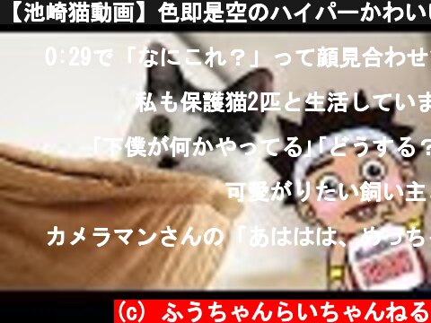 【池崎猫動画】色即是空のハイパーかわいい猫！ふうらい絵巻~其の弐~  (c) ふうちゃんらいちゃんねる