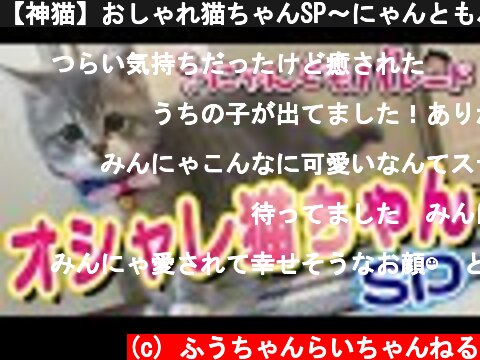 【神猫】おしゃれ猫ちゃんSP〜にゃんともパレード〜  (c) ふうちゃんらいちゃんねる