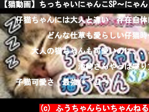 【猫動画】ちっちゃいにゃんこSP〜にゃんともパレード〜  (c) ふうちゃんらいちゃんねる