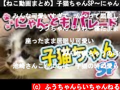 【ねこ動画まとめ】子猫ちゃんSP〜にゃんともパレード〜  (c) ふうちゃんらいちゃんねる
