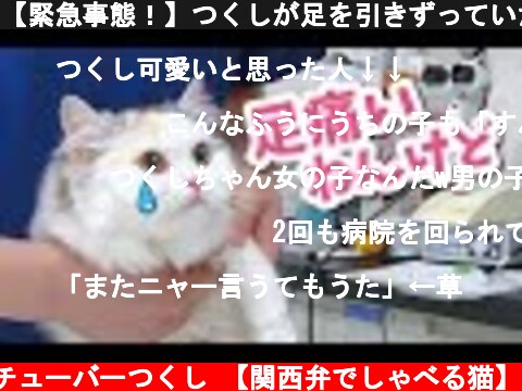 ニャンチューバーつくし 【関西弁でしゃべる猫】（おすすめch紹介 