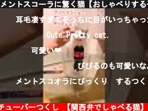 メントスコーラに驚く猫【おしゃべりする子猫】 #Shorts  (c) ニャンチューバーつくし 【関西弁でしゃべる猫】