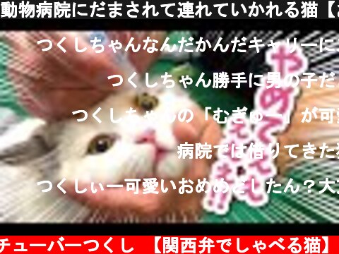 動物病院にだまされて連れていかれる猫【おしゃべりする猫】  (c) ニャンチューバーつくし 【関西弁でしゃべる猫】