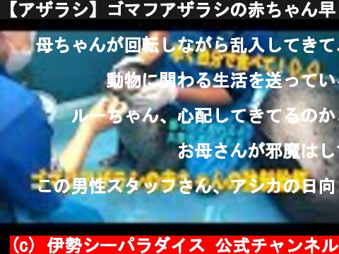 【アザラシ】ゴマフアザラシの赤ちゃん早く食べて！(+_+)（伊勢シーパラダイス）  (c) 伊勢シーパラダイス 公式チャンネル