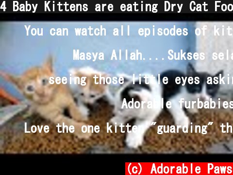 4 Baby Kittens are eating Dry Cat Food for the first time in their life.  (c) Adorable Paws