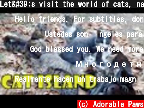 Let's visit the world of cats, namely the Cat Island.  (c) Adorable Paws