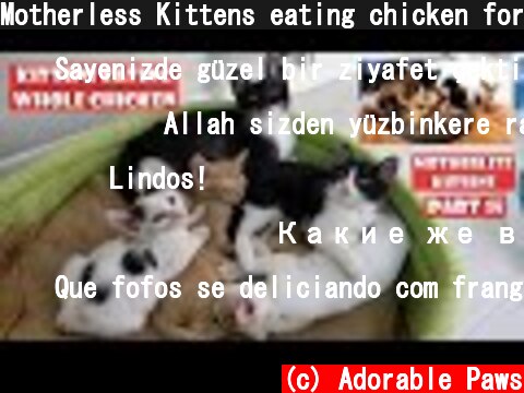 Motherless Kittens eating chicken for the first time in their life. I must be their mother. Part 15  (c) Adorable Paws