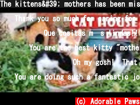 The kittens' mothers has been missing for a week. I must be their mother for a while. Part 3  (c) Adorable Paws