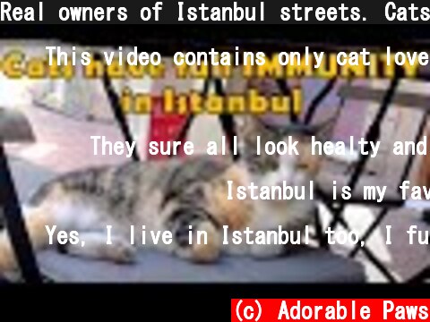 Real owners of Istanbul streets. Cats.  (c) Adorable Paws
