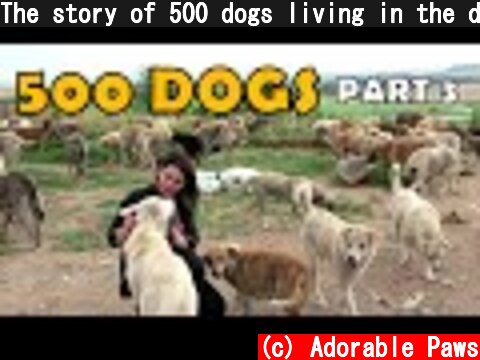 The story of 500 dogs living in the dump. Part 3  (c) Adorable Paws