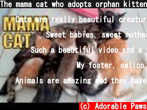 The mama cat who adopts orphan kittens.  (c) Adorable Paws