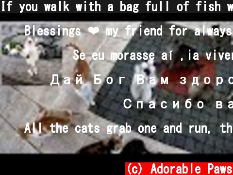 If you walk with a bag full of fish where the cats live, you'll return home empty-handed. No escape.  (c) Adorable Paws