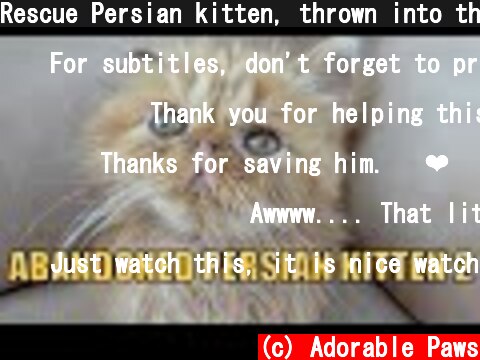 Rescue Persian kitten, thrown into the street.  (c) Adorable Paws