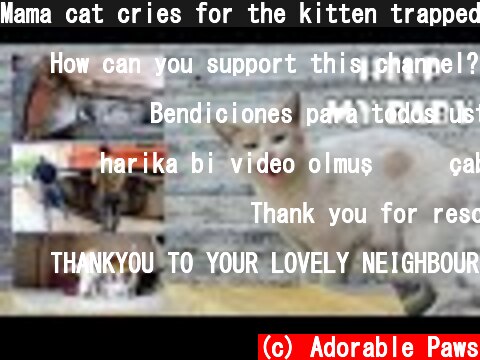 Mama cat cries for the kitten trapped in the ventilation shaft. Kitten Rescue. Before & After  (c) Adorable Paws