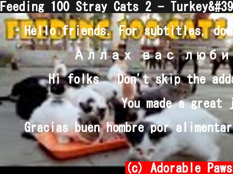 Feeding 100 Stray Cats 2 - Turkey's Cat Island (Cute Cats - Cute Kittens)  (c) Adorable Paws