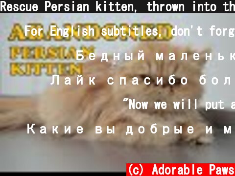 Rescue Persian kitten, thrown into the street.  (c) Adorable Paws