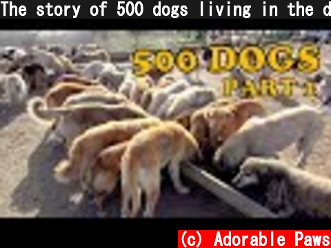 The story of 500 dogs living in the dump. Part 1  (c) Adorable Paws
